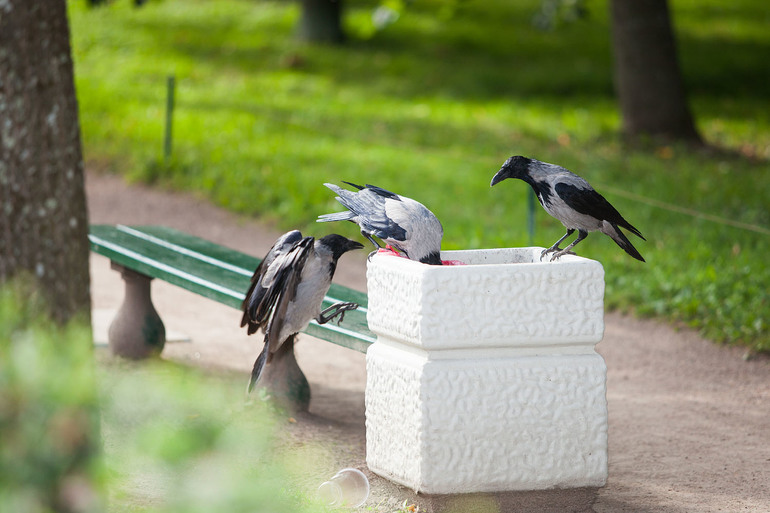 Вороньи отношения