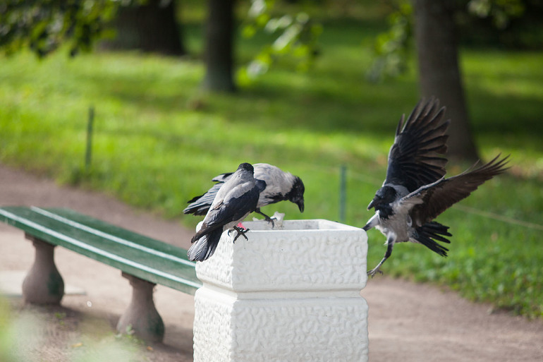 Вороньи отношения