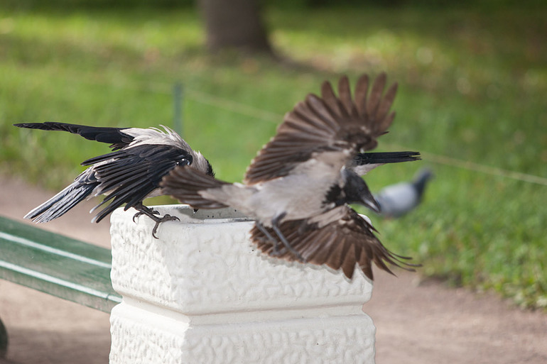 Вороньи отношения