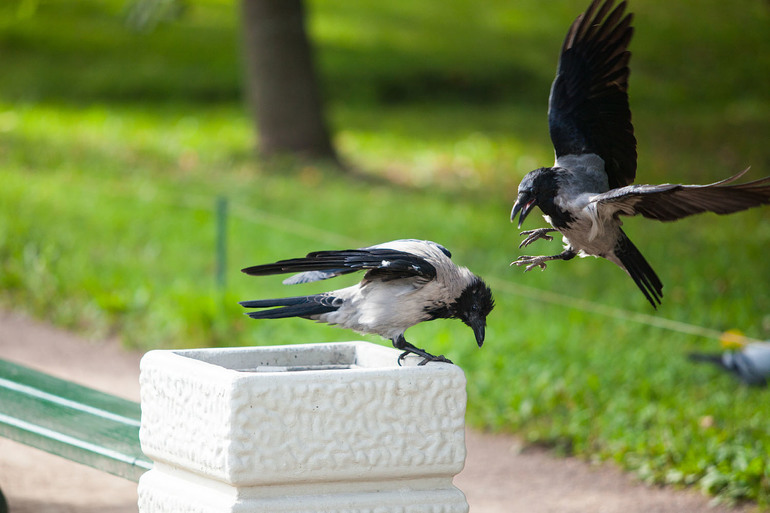 Вороньи отношения