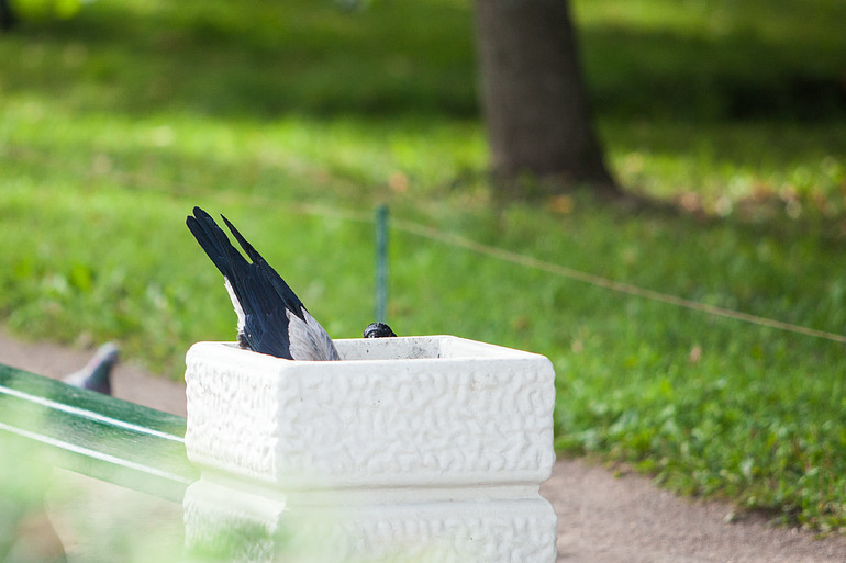 Вороньи отношения