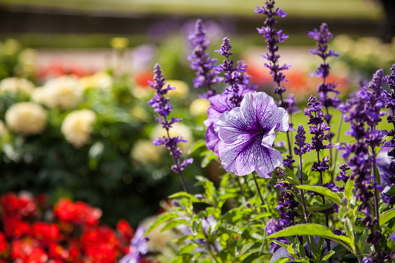 Вороньи отношения