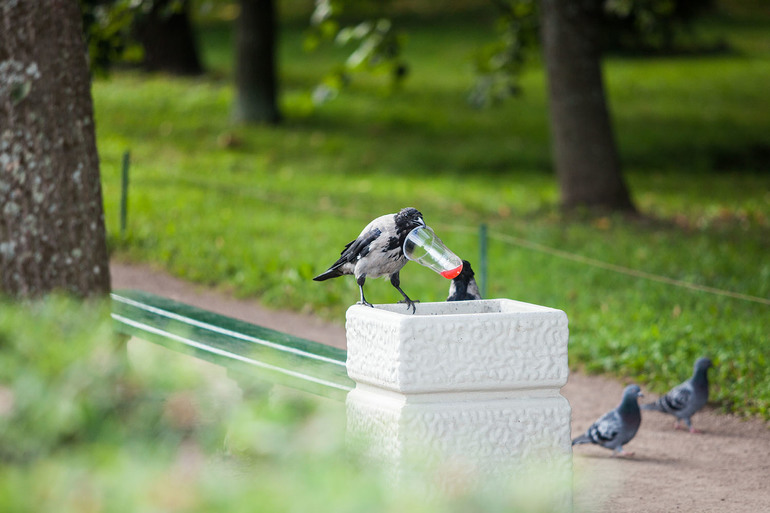 Вороньи отношения