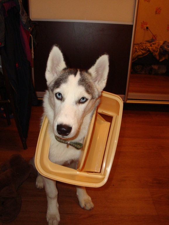 Наша хаскодевочка.