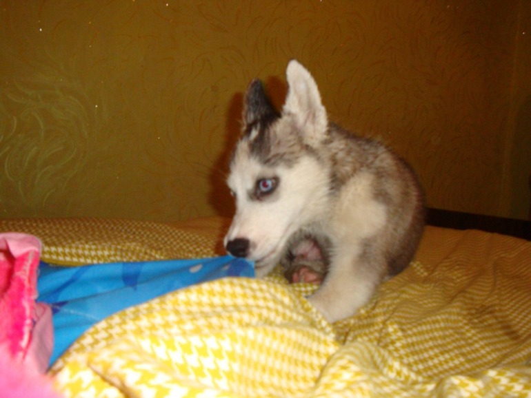 Наша хаскодевочка.