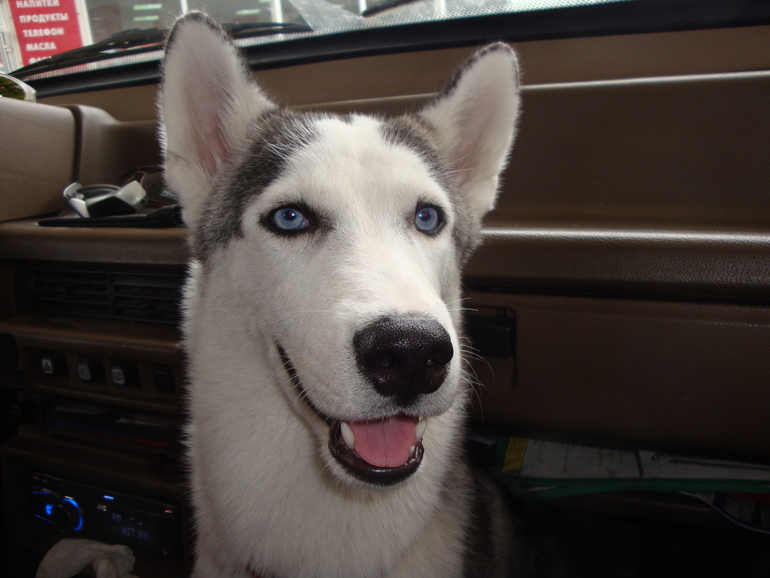 Наша хаскодевочка.