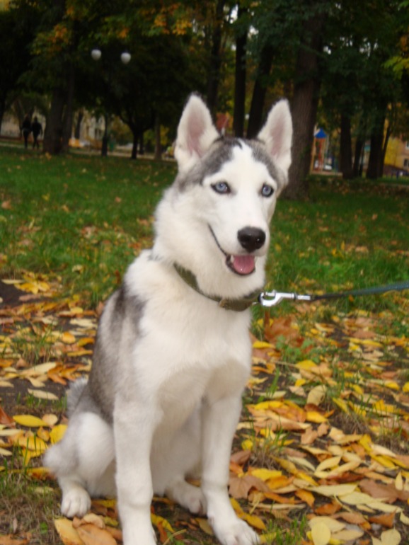 Наша хаскодевочка (2)