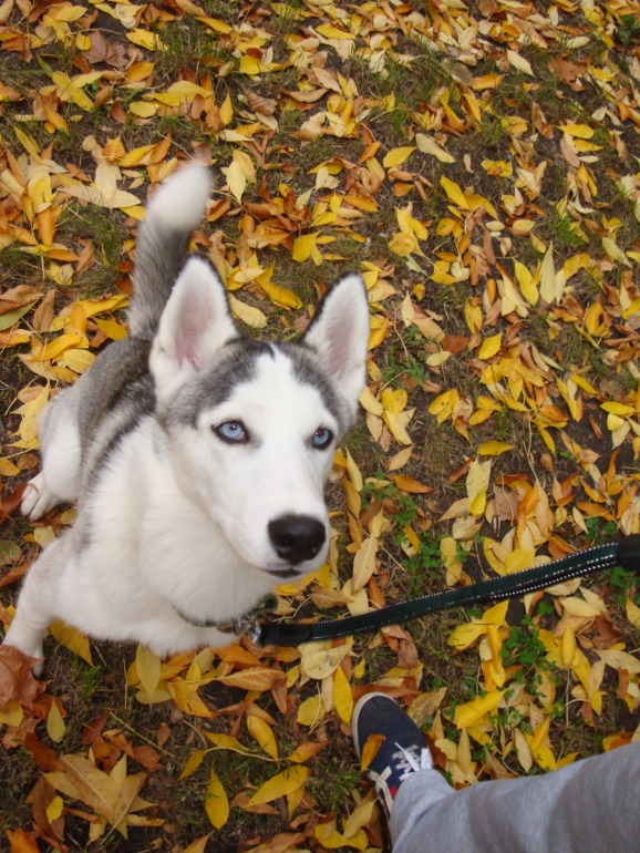 Наша хаскодевочка (2)