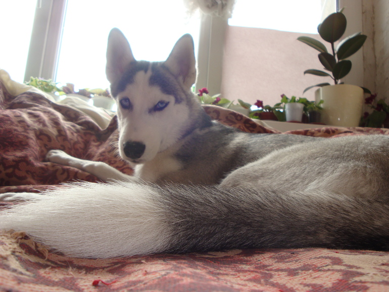 Наша хаскодевочка.