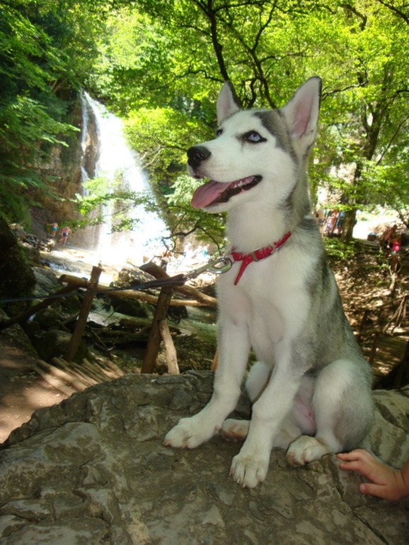 Наша хаскодевочка.