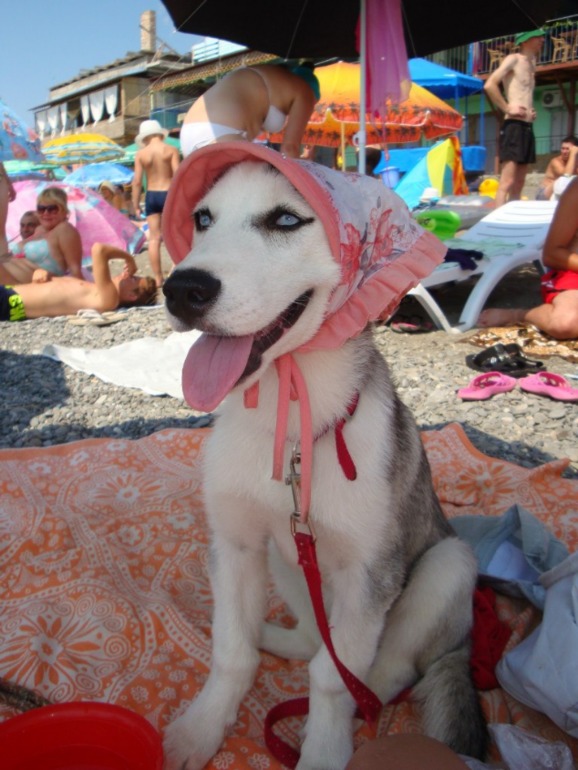 Наша хаскодевочка.