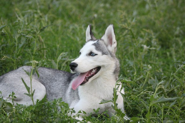 Наша хаскодевочка.