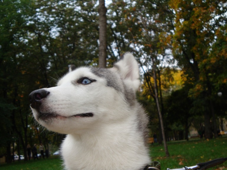 Наша хаскодевочка (2)