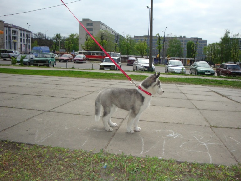 Наша хаскодевочка.