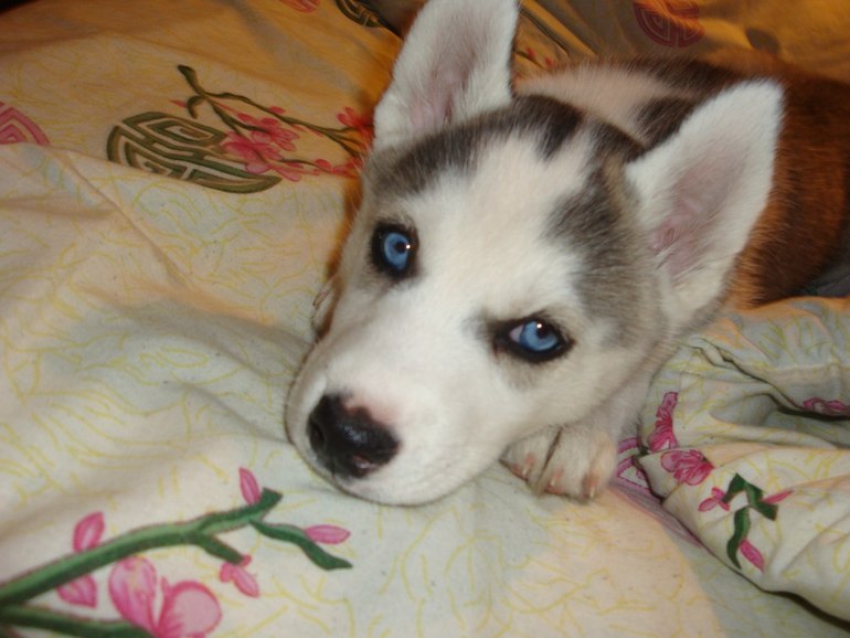 Наша хаскодевочка.