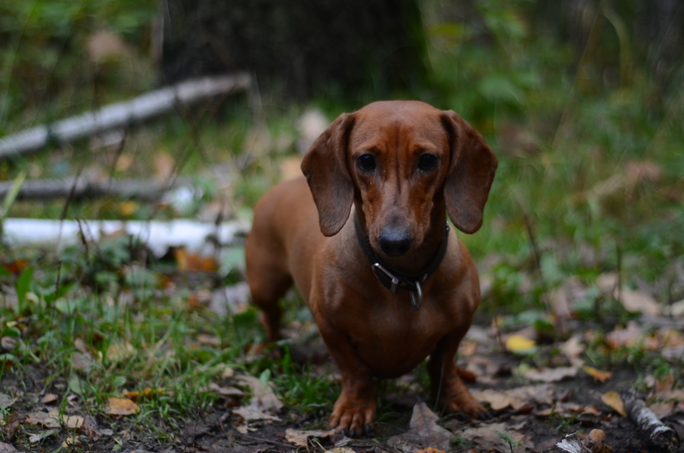 Осенние фото