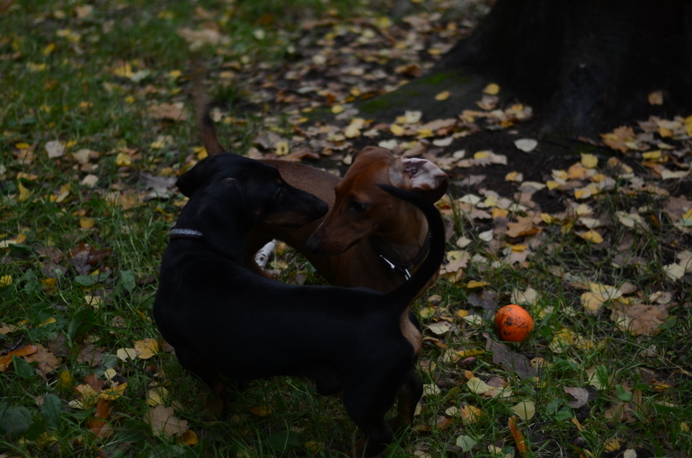 Осенние фото