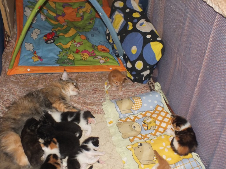 Котята мейн кун, помет "К", построили новый домик!!!