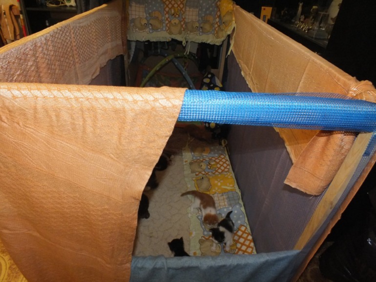 Котята мейн кун, помет "К", построили новый домик!!!