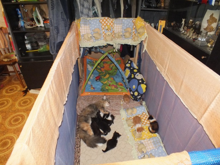 Котята мейн кун, помет "К", построили новый домик!!!