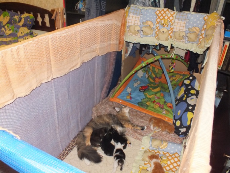 Котята мейн кун, помет "К", построили новый домик!!!