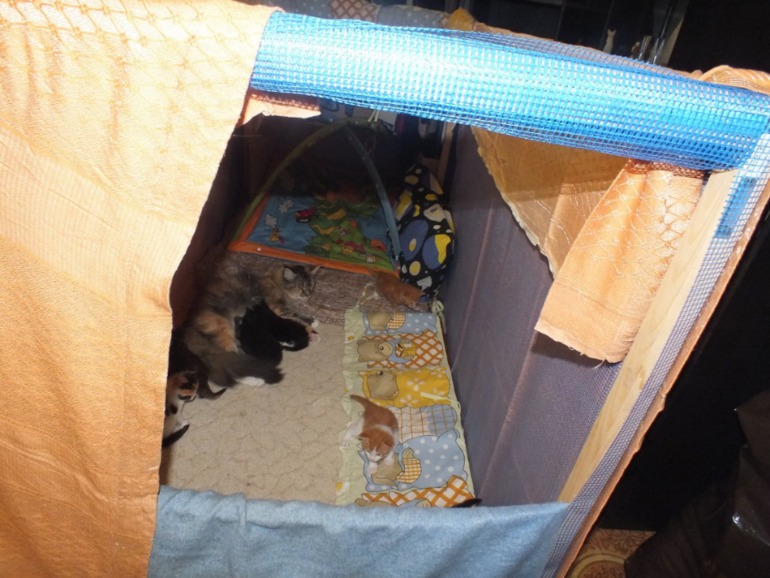 Котята мейн кун, помет "К", построили новый домик!!!