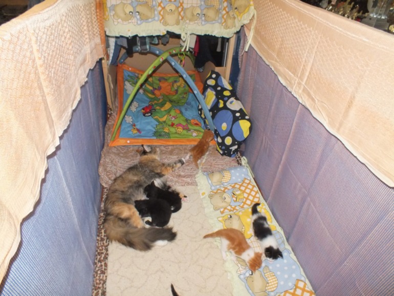 Котята мейн кун, помет "К", построили новый домик!!!