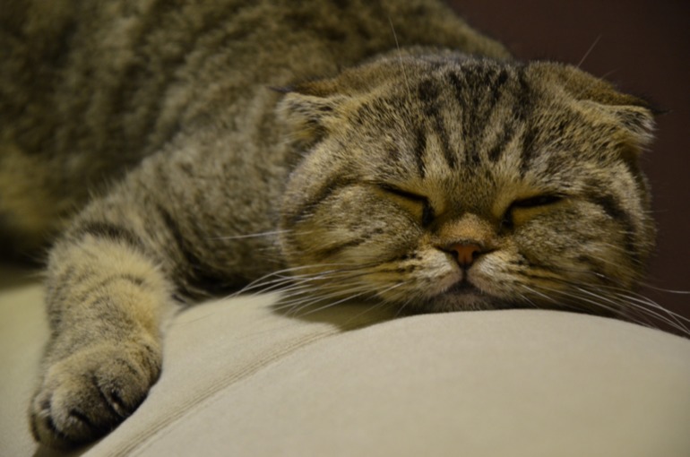 Бобби годик!