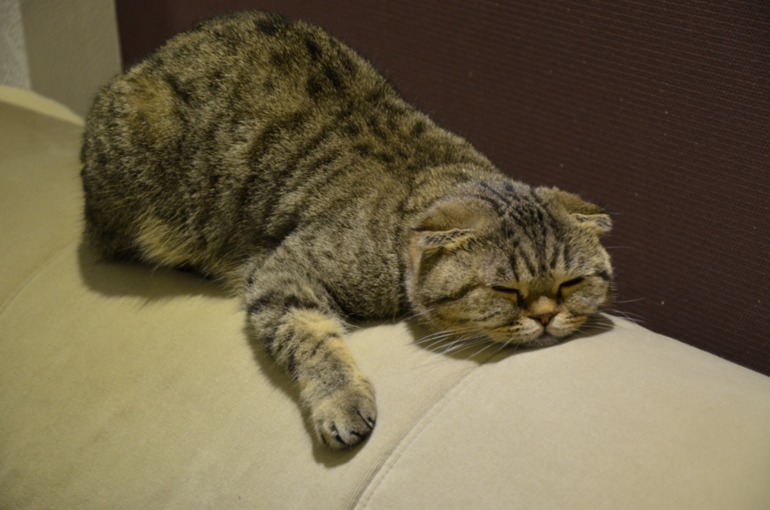 Бобби годик!