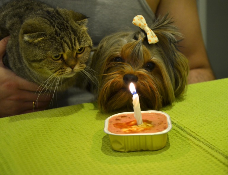 Бобби годик!