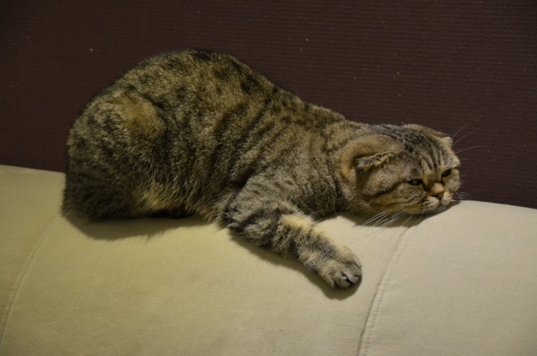 Бобби годик!