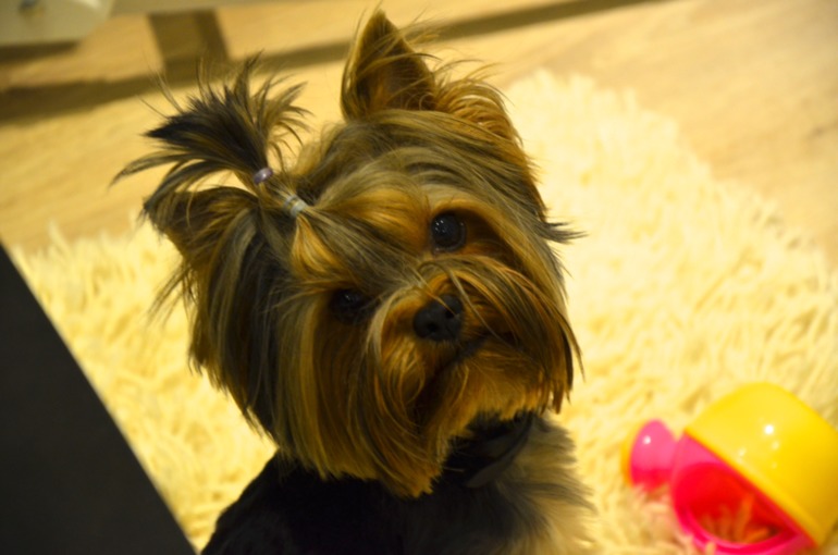 Бобби годик!