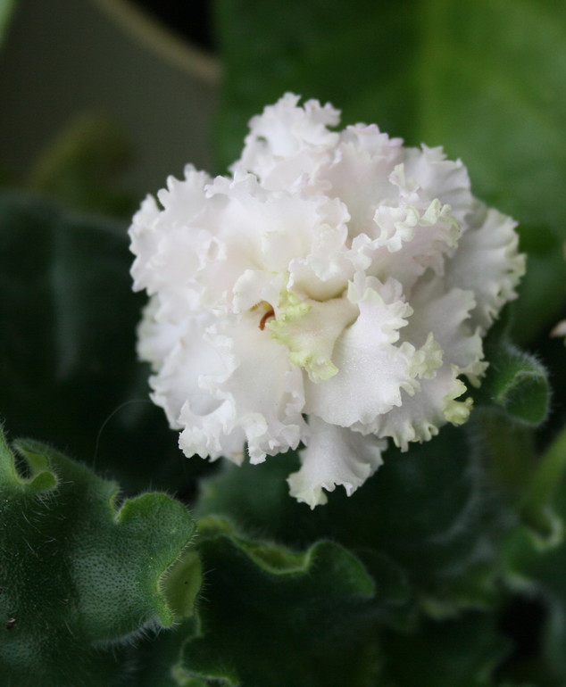 Кому листики фиалок.....