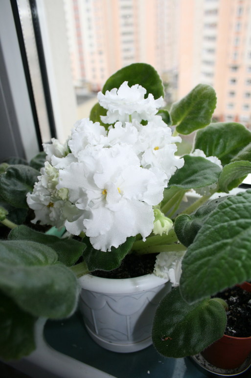 Кому листики фиалок.....