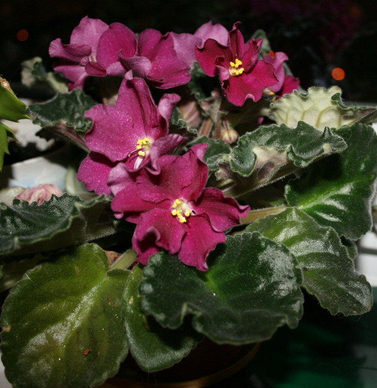 Кому листики фиалок.....