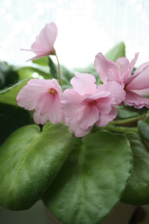 Кому листики фиалок.....