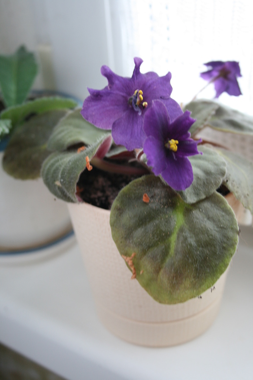 Что то опять цветение моих новичков не по сорту...