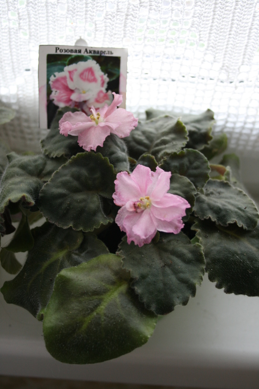 Кому листики фиалок.....