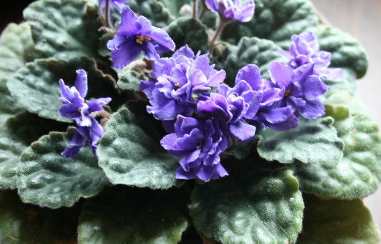 Кому листики фиалок.....