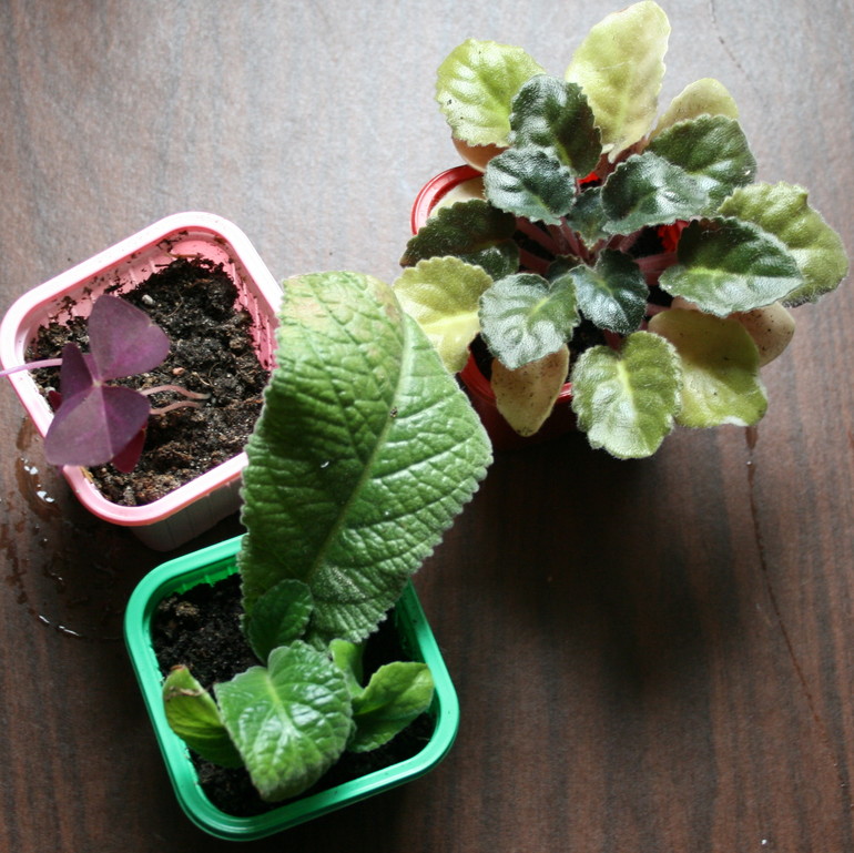 Кому листики фиалок.....