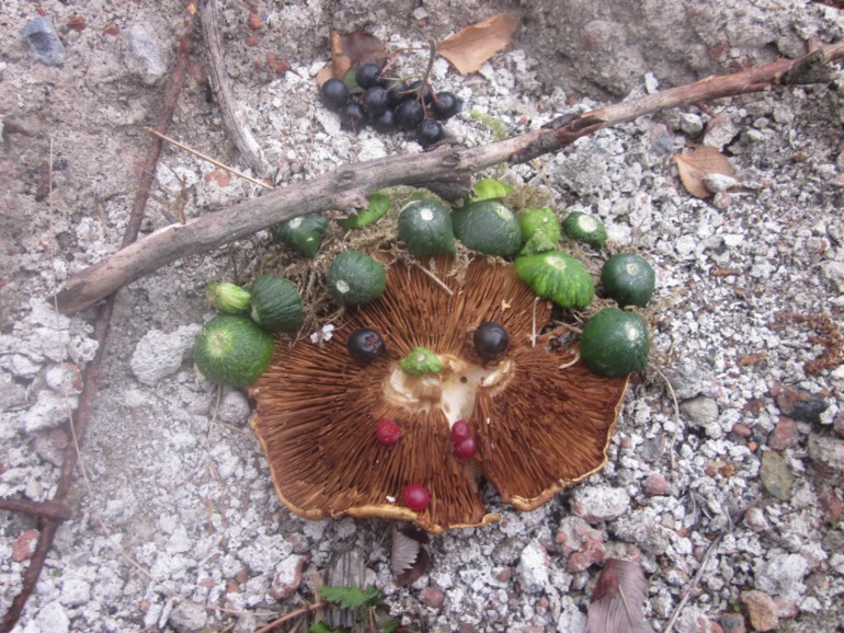 Наши выходны на природе