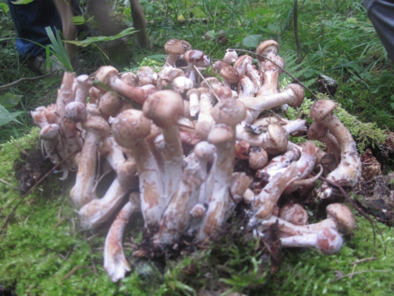 Наши выходны на природе