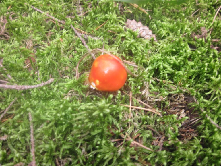 Наши выходны на природе