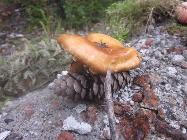 Наши выходны на природе