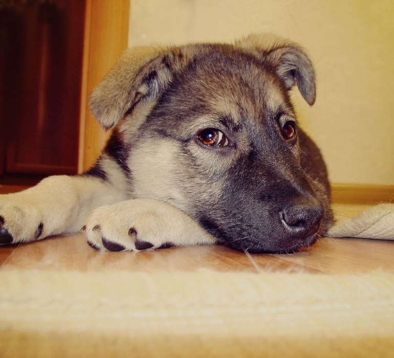 Маленькая Баста ищет доброго и верного хозяина