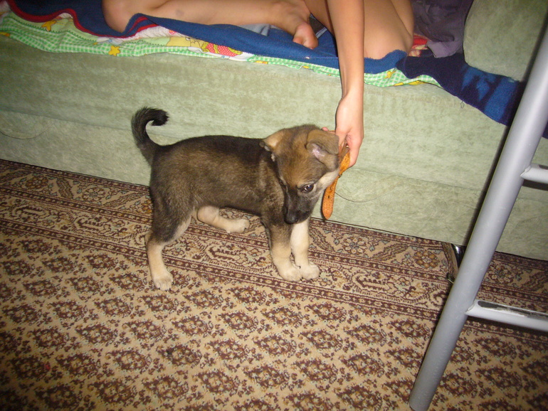 Маленькая Баста ищет доброго и верного хозяина