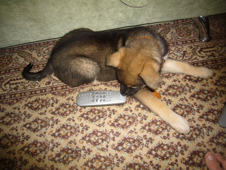 Маленькая Баста ищет доброго и верного хозяина