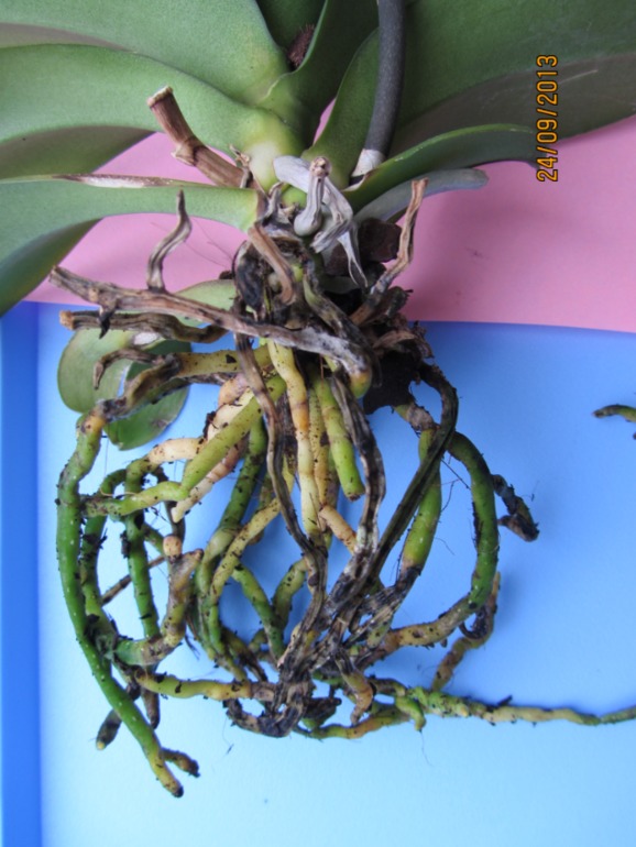 Ну вот...видимо все(((