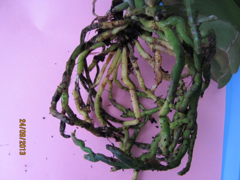 Ну вот...видимо все(((