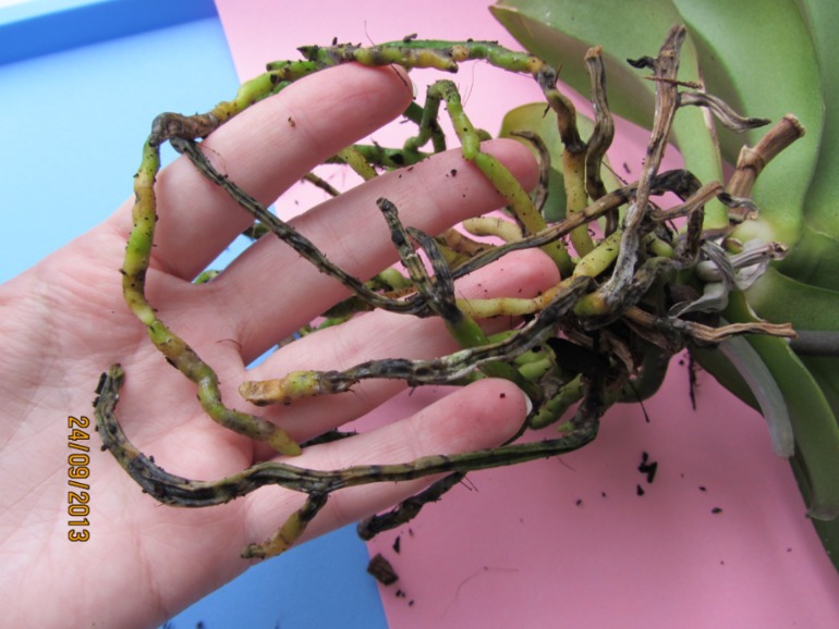 Ну вот...видимо все(((